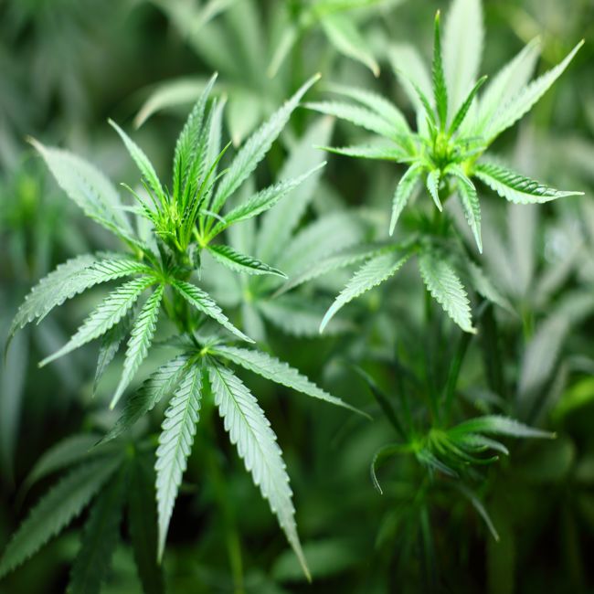 Medicinale cannabisolie vaker verstrekt
